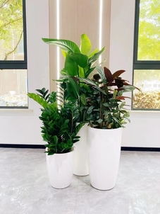 专业盆景租赁在宁波镇海，给您自然之美